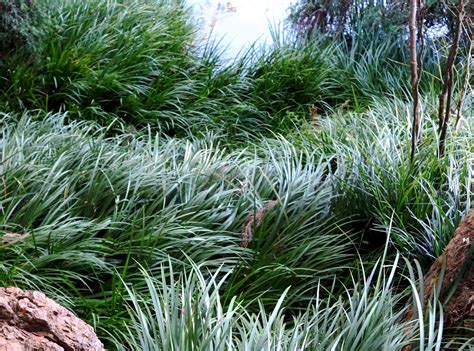 How To Successfully Grow Sweet Flag Grass A Field Guide To Planting