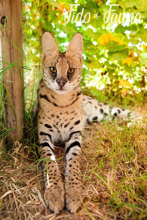The Spotted Serval Cat From Africa Wild Cat In