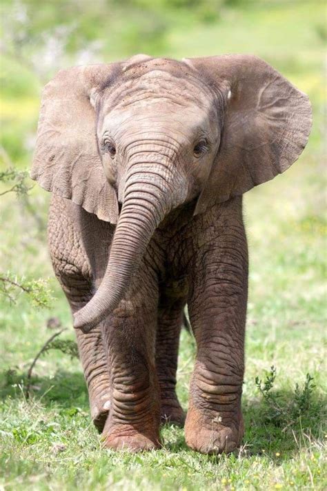 Pin By Brenda Johnson On Wild Animals Baby Elephant Elephant Cute