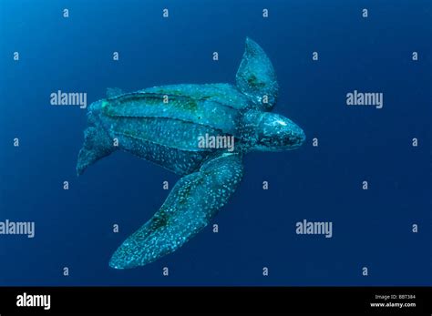 Male Leatherback Sea Turtle Dermochelys Coriacea Photographed In The