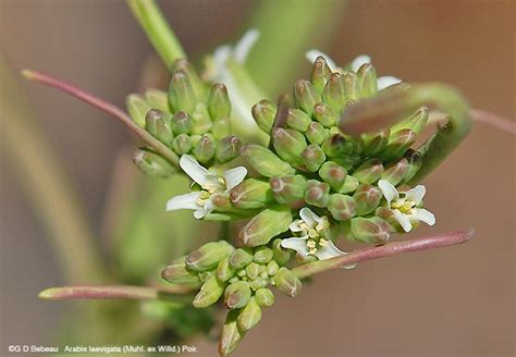 We would like to show you a description here but the site won't allow us. Smooth Rockcress, Boechera laevigata (Muhl. ex Willd.) Al ...