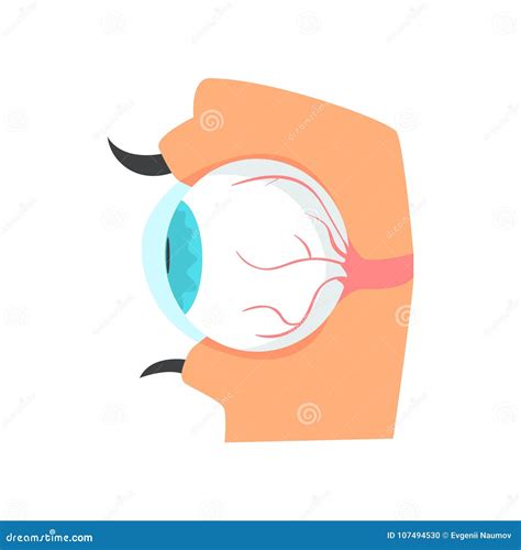 Eyeball Anatomy Of Human Eye Cartoon Vector Illustration