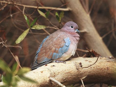 Laughing Dove | KuwaitBirds.org