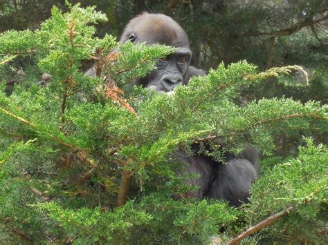 Gorilla Looking Through Juniper Branches Free Image Download