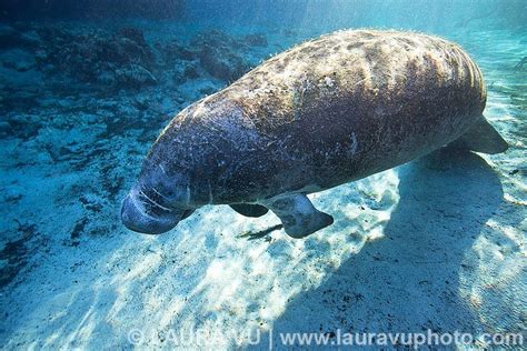 Us Wildlife And Underwater Sea Life Photography