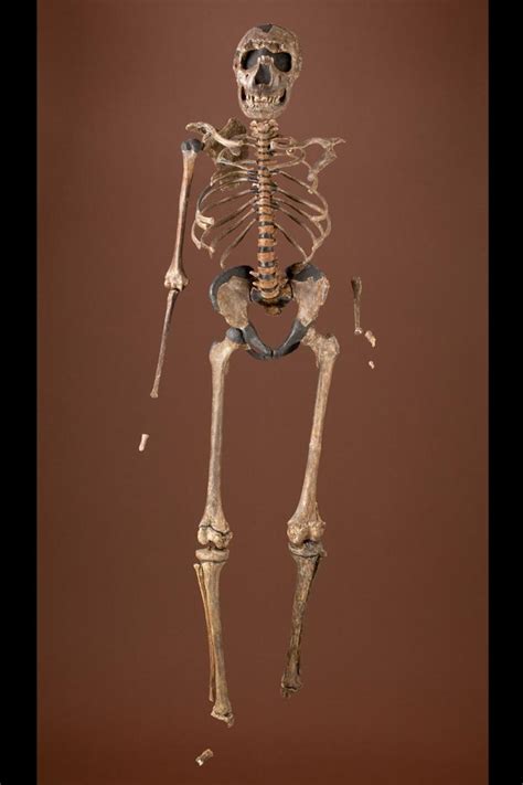 It wasn't until 1200 bc that iron was properly extracted and used to make tools and weapons. KNM-WT 15000 | The Smithsonian Institution's Human Origins ...