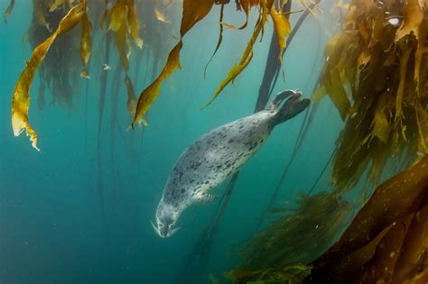 New Satellite Images Show Northern Californias Kelp Forest Almost Gone