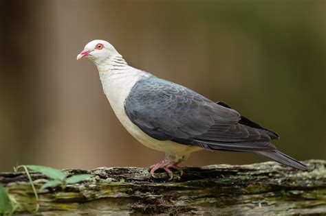 White Headed Pigeon