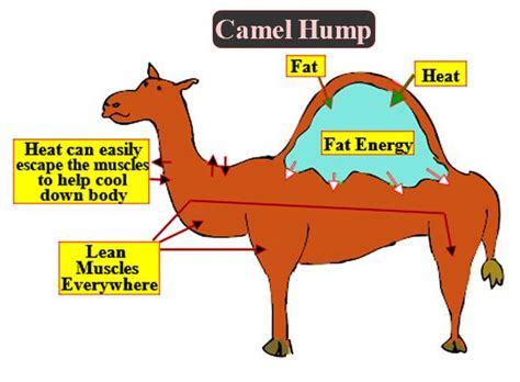 Their dung is so dry that it camels can withstand variations in temperature and water intake beyond what other animals can read more about the bactrian camel. Answer the following question Why are the camels called ...