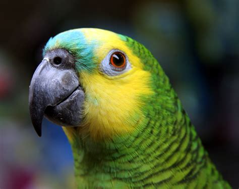 Blue Fronted Amazon Parrot Portrait Bird Breeds Central