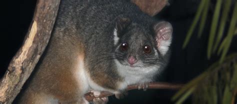the common ringtail possum critter science
