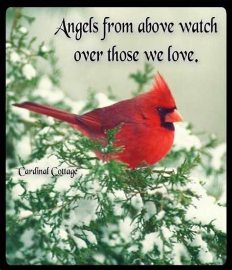 Bird Quotes Cardinal Birds Cardinal