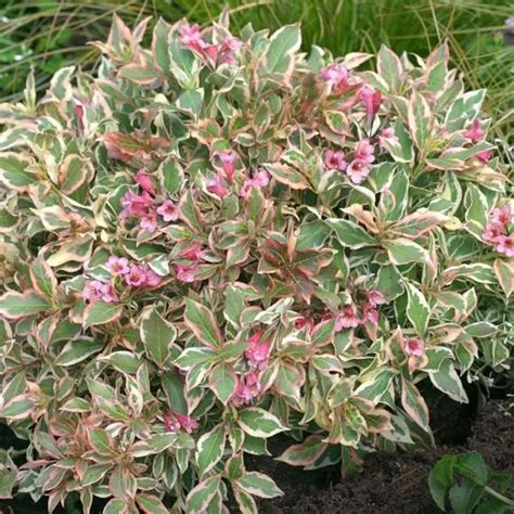 Compact, mounded plant is an ideal specimen for containers, edging and massing. Weigela My Monet Sunset Shrubs | Garden shrubs, Plants ...