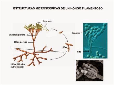 Levaduras Hongos Filamentosos Y Bacterias Estructura Microscopica De