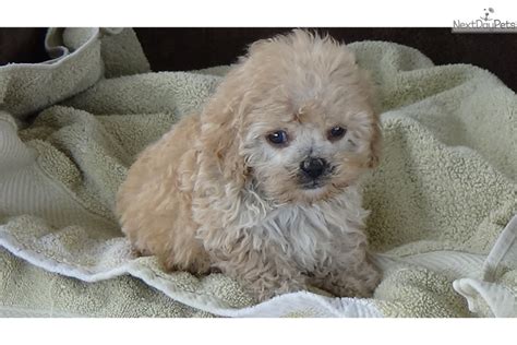 Find cockapoo puppies for sale with pictures from reputable cockapoo breeders. Cockapoo Puppies, CKC | Black Female Cockapoo For Sale in Greenville SC | 4510600928 ...