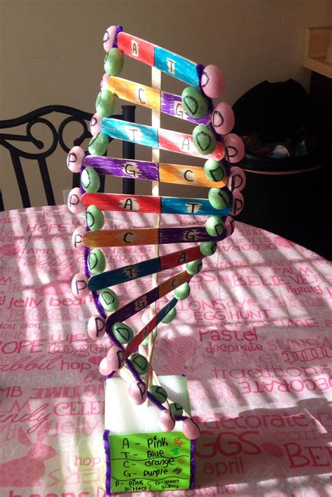 Pin By Robyn Sutton On Craftiness Dna Model Project Dna Project Dna