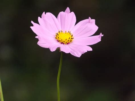 Pink Flower Spring Free Photo On Pixabay Pixabay