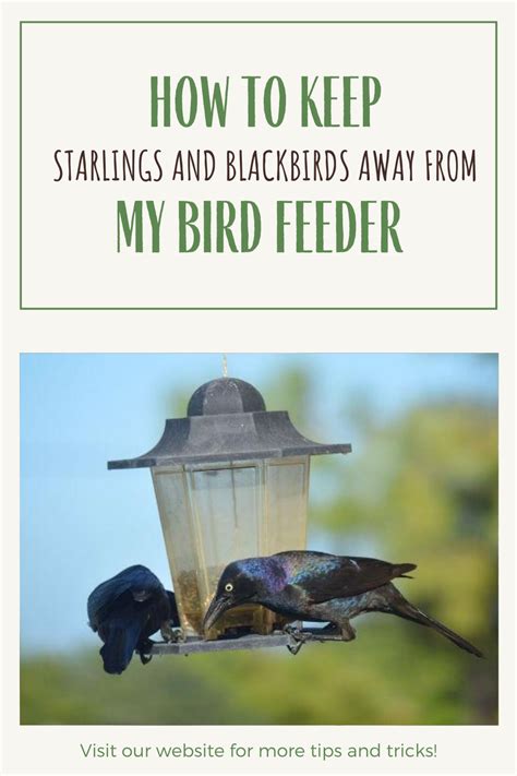 Getting Rid Of Blackbird Tips On Getting Rid Of Starlings And Blackbirds In 2021 Black Bird
