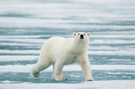 Polar Bear Ursus Maritimus Adult Photograph By Steven J Kazlowski