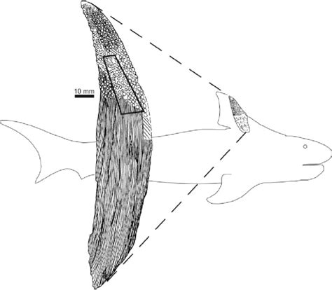 Left Lateral View Of The Anterior Dorsal Fin Spine Of Pyknotylacanthus