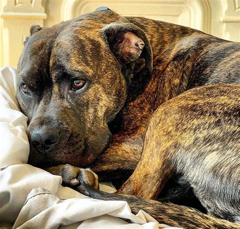 brindle pit bulls 15 things you should know before adopting or buying ned hardy