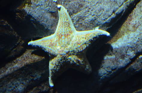 Giant Starfish The Giant Sea Star So Here Is The Real Mc Flickr