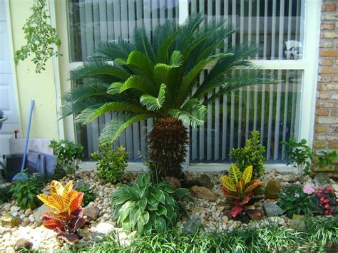 Small Palm Trees For Landscaping Garden And Landscape