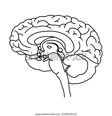 Vector Anatomical Brain Realistic Brain Illustration Stock Vector