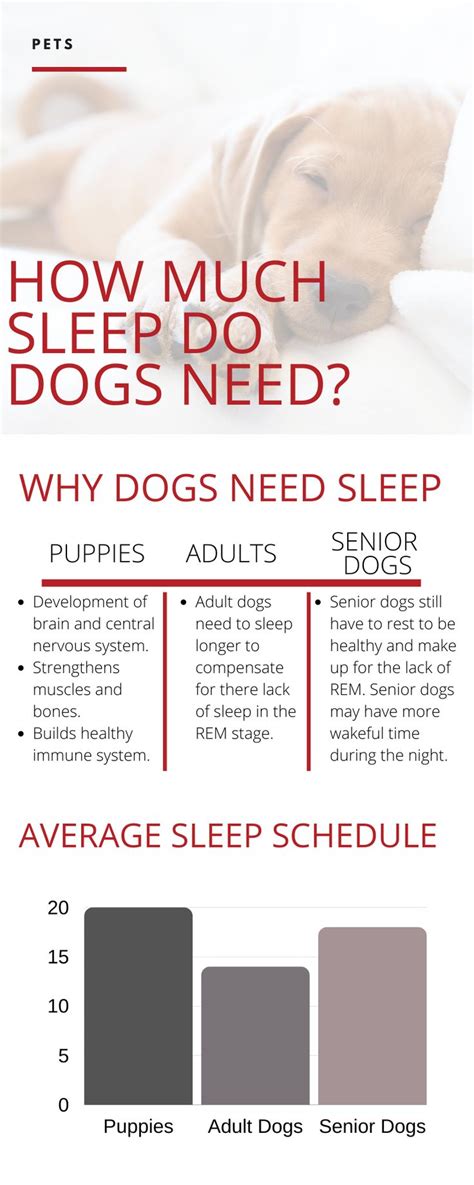 How Many Hours A Day Do Dogs Sleep Sleeping Dogs Dogs Dog Advice
