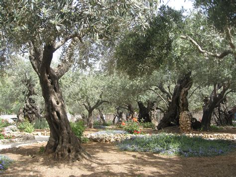 Garden Of Gethsemane Olive Trees And Garden Byu New Testament Commentary