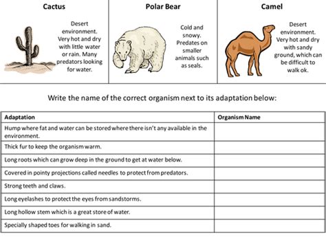 Animal Adaptations Worksheets 5th Grade Worksheets Master