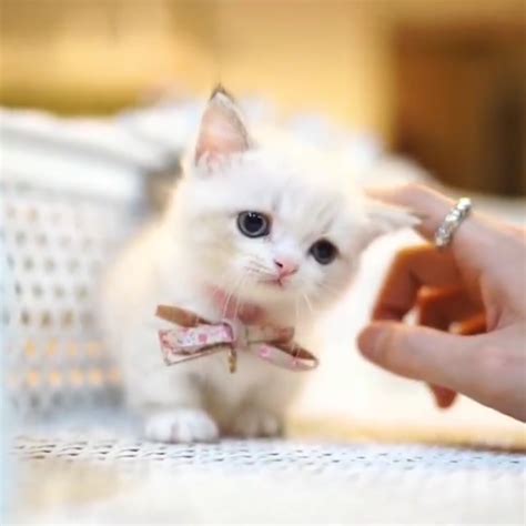 These Kittens Will Completely Melt Your Heart Kätzchen Cute Animals