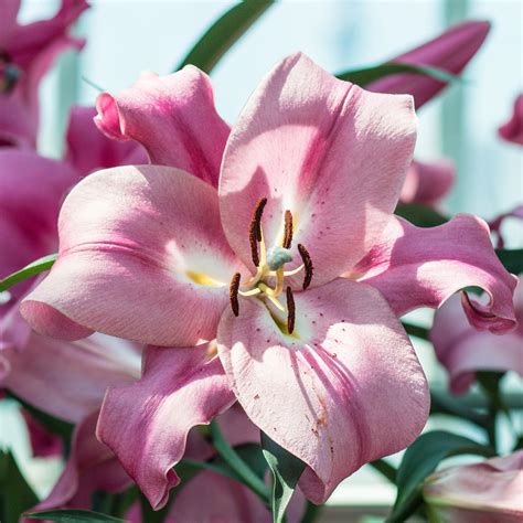 Flickrptxsjct Pink Lily Como Conservatory Como