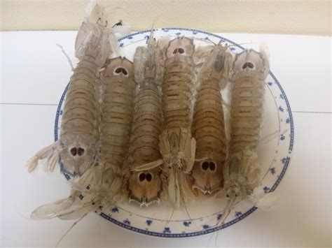 Cicala di Mare, aiuto nelle diete ipocaloriche - SantucciRunning