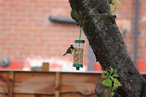 How can i get rid of rats humanely? How To Get Rid Of Rats In The Garden Fast | Empire Pest ...