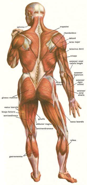 back muscle diagram as a graphic illustration free image download