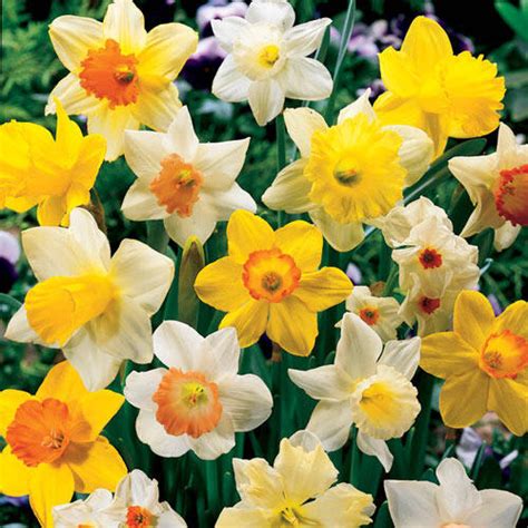 Mixed Daffodils Brecks Premium Bulbs