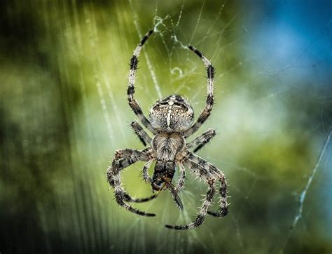 The most poisonous spider in north america. Got Mice?