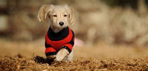 Should Dogs Wear A Coat In Winter Tradingbasis