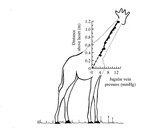 Cardiovascular System How Does One Transport Earths Tallest Land Animal