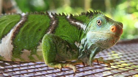 Fiji Crested Iguana Iguana Animals Endangered Reptiles