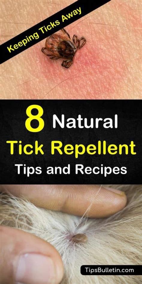 8 Easy And Effective Tick Repellent Solutions Tick Repellent For Dogs