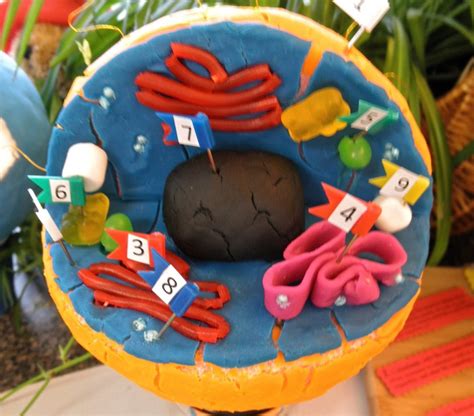 3d Animal Cell Project 3d Animal Cell Model Cell Mode