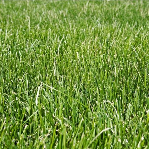 How To Care For Fescue — Learn Our Tips That Work