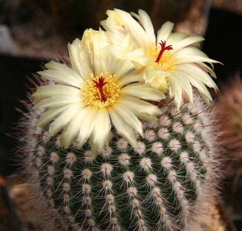 Aunque suene extraño, todas las especies dentro de las plantas suculentas, funcionan genial en jardines en zonas rocosas o con. Notocactus, unas plantas espinosas muy decorativas ...