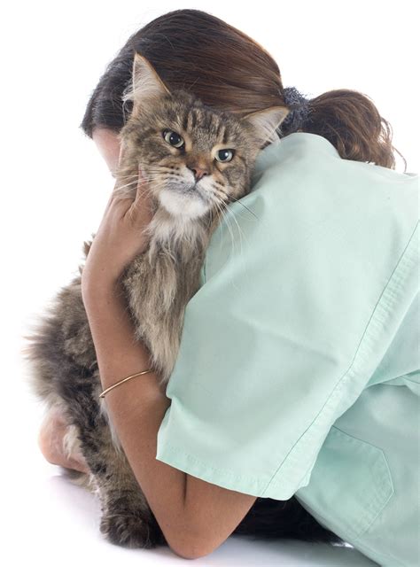 Lymphoma is one of the most common cancers in cats, and treatments are available. Drovers Vet Hospital