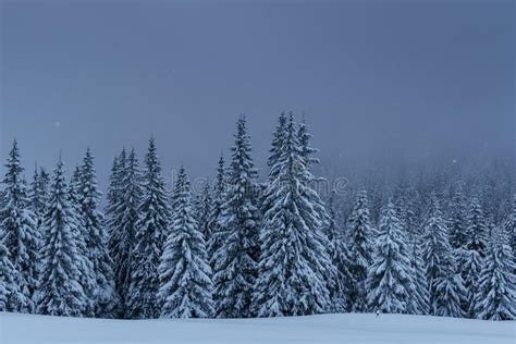 Majestic Winter Landscape Pine Forest With Trees Covered With Snow A