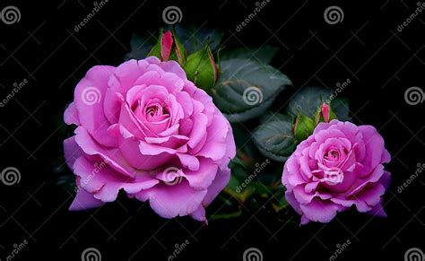 Beautiful Purple Roses In Garden Stock Image Image Of Colorful