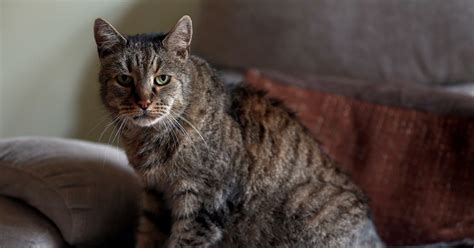 Cat spay or neuter is $60, which includes spay/neuter, mandatory microchip and pain medication. The world's oldest cat has died - but the puss reached an ...