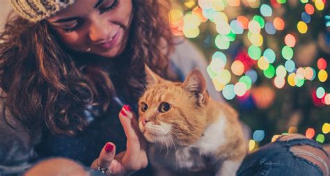 Double low pet feeding system. Holiday Safety Tips: How To Cat-Proof Your Christmas Tree